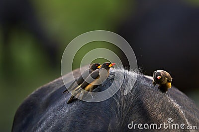 Yellow-billed oxpecker, Buphagus africanus, in brown fur of big buffalo. Bird behaviour in savannah, Okavango delta, Botswana. Stock Photo