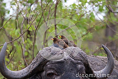 Yellow Billed Oxpeckers having a ride Stock Photo