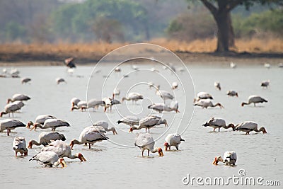 Yellow-billed Stork Stock Photo