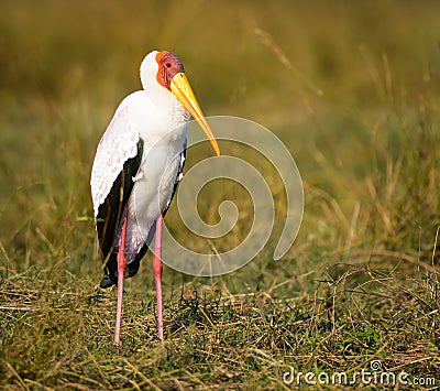Yellow-billed Stork Stock Photo