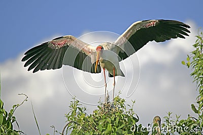 Yellow-billed Stork (Mycteria ibis) Stock Photo
