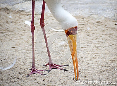 The yellow-billed stork Mycteria ibis eating ants in the ground Stock Photo