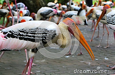 Yellow-billed stork Mycteria ibis, sometimes also called the wood stork Stock Photo
