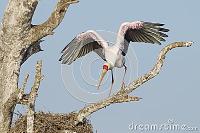 Yellow Billed Stork (Mycteria ibis) South Africa Stock Photo