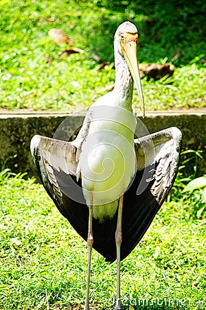 Yellow-billed Stork Stock Photo