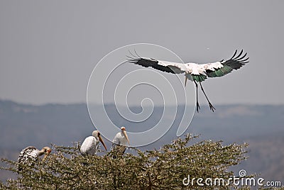 Yellow billed stork about to land, Lake Manyara Stock Photo