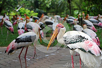 Yellow-billed stork Stock Photo