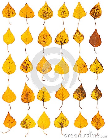 Yellow birch leaves Stock Photo