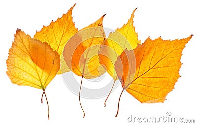Yellow birch leaves isolated Stock Photo
