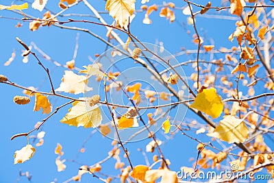 Yellow birch tree branches against the blue autumn sky Stock Photo