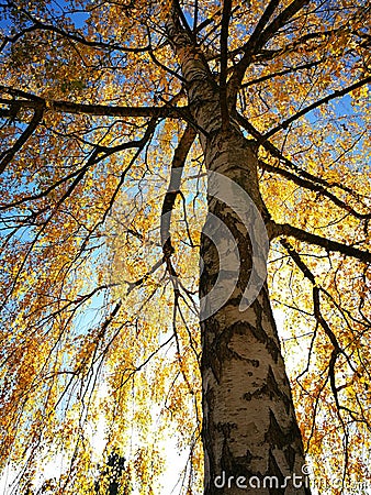 Yellow birch upwards Stock Photo