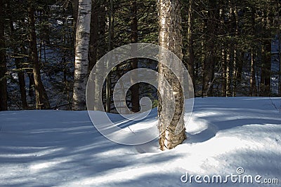 Yellow Birch in Winter Woods Stock Photo