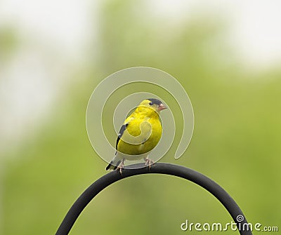 Yellow bird Stock Photo