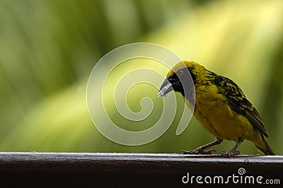 Yellow bird Stock Photo