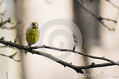 yellow bird Stock Photo