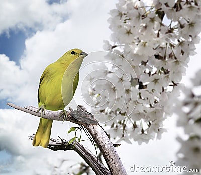 Yellow Bird Stock Photo