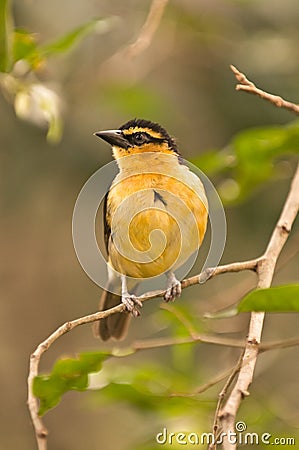 Yellow bird Stock Photo