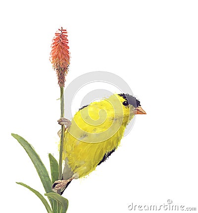 Yellow Bird. American Goldfinch on White Background Stock Photo