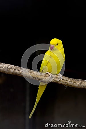 Yellow bird as a pet Stock Photo