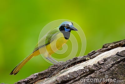 Yellow Bird, black blue head, wild nature. Wildlife Mexico. Green Jay, Cyanocorax yncas, wild nature, Belize. Beautiful bird from Stock Photo
