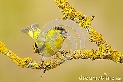 Yellow bird. Eurasian Siskin, Carduelis spinus, sitting on the branch with yellow lichen, clear background. Wildlife scene in the Stock Photo