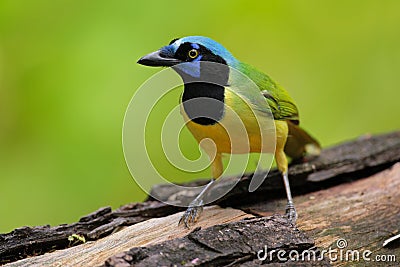Yellow Bird Green Jay, Cyanocorax yncas, wild nature, Belize Stock Photo
