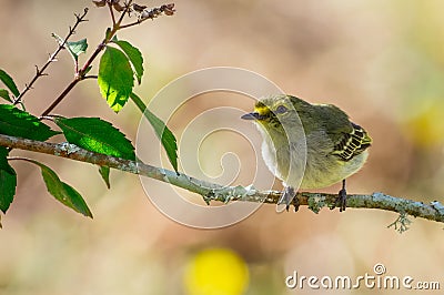 Yellow bird looking up with a beautiful bokeh in the background Stock Photo