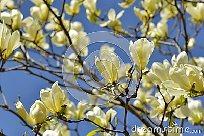 Yellow bird magnolia Stock Photo