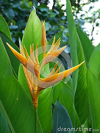 Yellow Bird Of Paradise Stock Photo