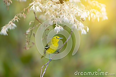 Yellow bird with white flower. Stock Photo