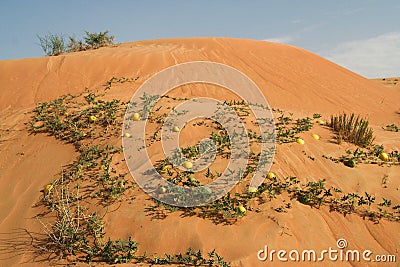 Yellow bitter apples Citrullus colocynthis in red sand of Oman desert Stock Photo