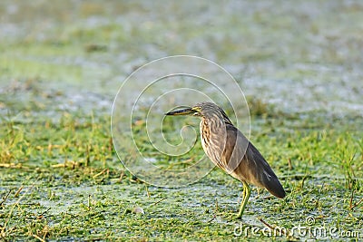 Yellow Bittern bird in green marsh lands in rural India Stock Photo