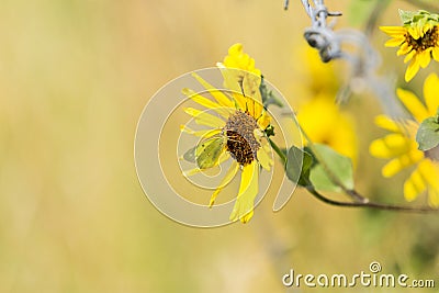 Yellow and black butterfly on a brown and yellow blossom Stock Photo