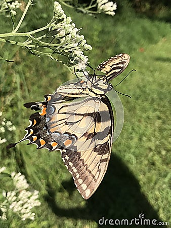 Yellow and Black Butterfly - Eastern Tiger Swallowtail Papilio Stock Photo