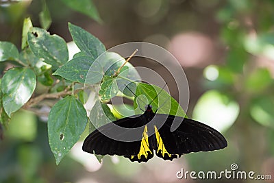 Common Birdwing, Troides helena, the common birdwing, is a butterfly belonging to the family Papilionidae. Stock Photo