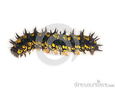Yellow and black caterpillar isolated on white Stock Photo