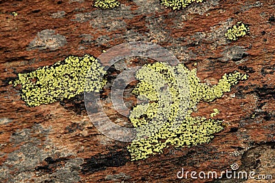Lichen clinging to rock in Wallis Stock Photo