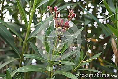 Yellow and black dragonfly Stock Photo