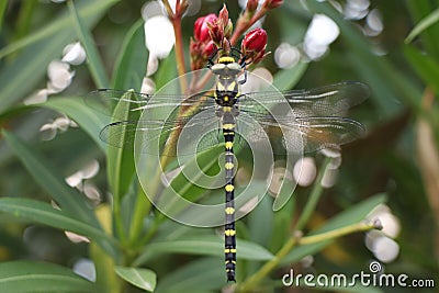 Yellow and black dragonfly Stock Photo