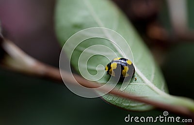 Yellow and black fungus eating ladybird Stock Photo