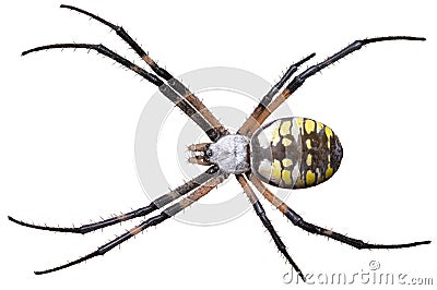 Yellow and Black Garden Spider Isolated on White Background Stock Photo