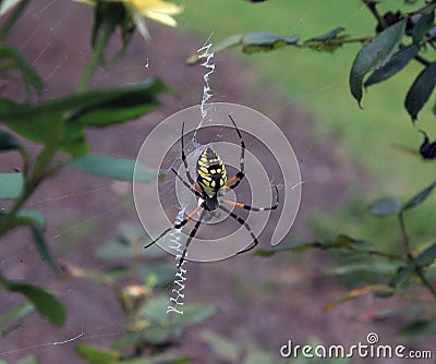 Yellow and black garden spider Stock Photo