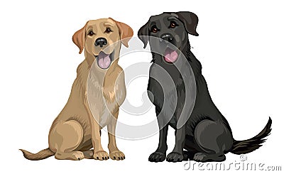 Yellow and black labrador retriever sitting isolated on white. Young and friendly dogs. Vector Illustration