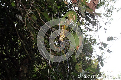 Large Nephila maculata, Giant Long-jawed northern golden orb weaver or Giant wood spider on web Stock Photo