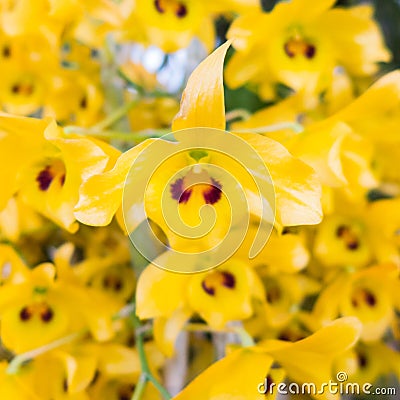 The Yellow with black spot Bloom Dendrobium friedericksianum orchids Stock Photo