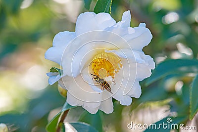 A yellow and black striped wasp finding nectar on a camellia flower in the garden Stock Photo