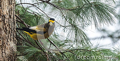 Yellow, black & white colored Evening Grosbeak Coccothraustes vespertinus on a tree branch. Stock Photo