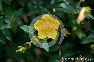 The yellow bloom of a jasmine bush Stock Photo