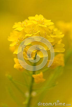 Yellow bloom of Stock Photo