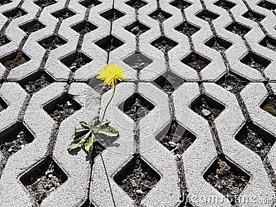 A yellow blooming dandelion flower sprouts between latticed concrete slabs in the daytime. Life conquers death and civilization. D Stock Photo